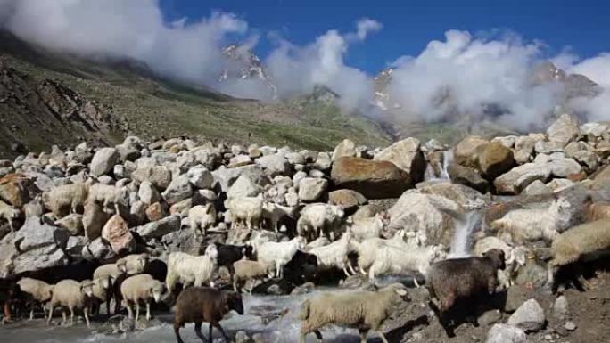 绵羊和山羊。印度喜马偕尔邦Spiti Valley山地山羊