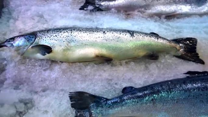 新鲜冷冻鱼三文鱼躺在超市冰箱的白冰上