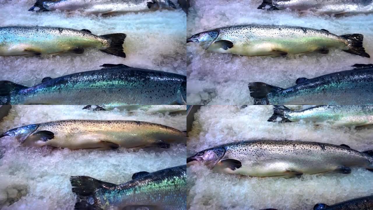 新鲜冷冻鱼三文鱼躺在超市冰箱的白冰上