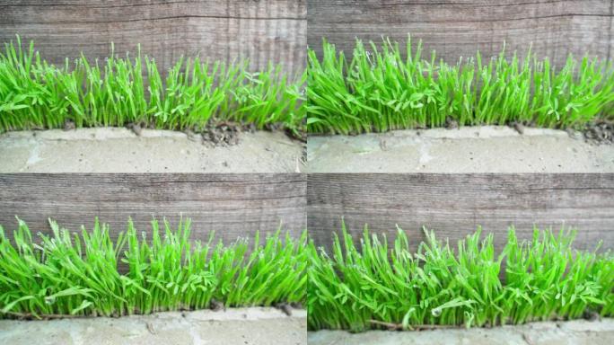 绿草从混凝土中发芽，自然的力量。草尖上的晨露滴特写，平滑的相机滑行