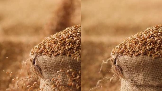 麦粒填充粗麻布慢动作。垂直视频