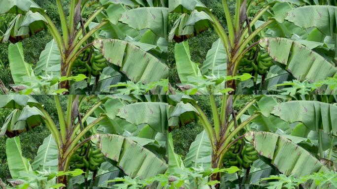 倾盆大雨后，一串绿色的未成熟香蕉挂在香蕉树上。