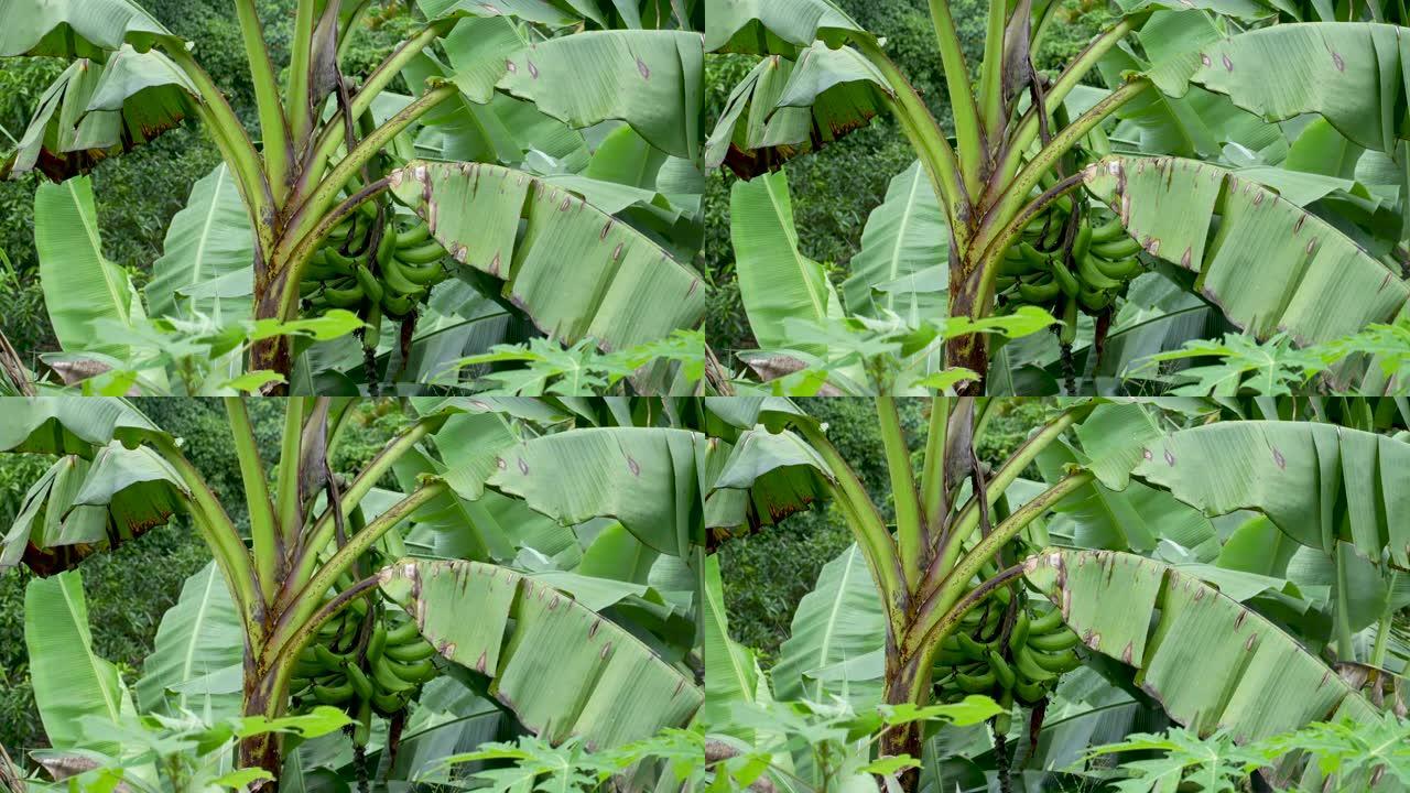 倾盆大雨后，一串绿色的未成熟香蕉挂在香蕉树上。