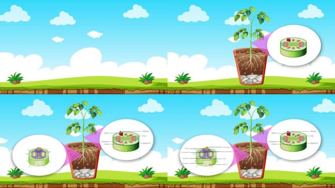 2D动画显示植物的内部结构