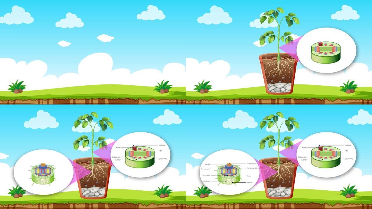 2D动画显示植物的内部结构