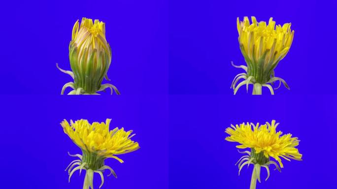4k缩小黄色丹达利翁花开的延时，并在蓝色背景上生长。蒲公英盛开的花。