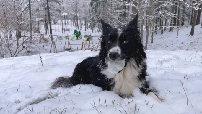 当雪落在树林里时，富有表现力的边境牧羊犬小狗看着相机移动他的头，把球放在嘴里。