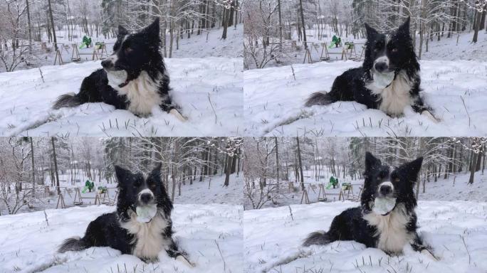 当雪落在树林里时，富有表现力的边境牧羊犬小狗看着相机移动他的头，把球放在嘴里。