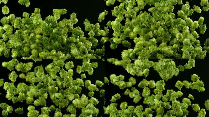 飞行新鲜啤酒花锥体的超慢动作。