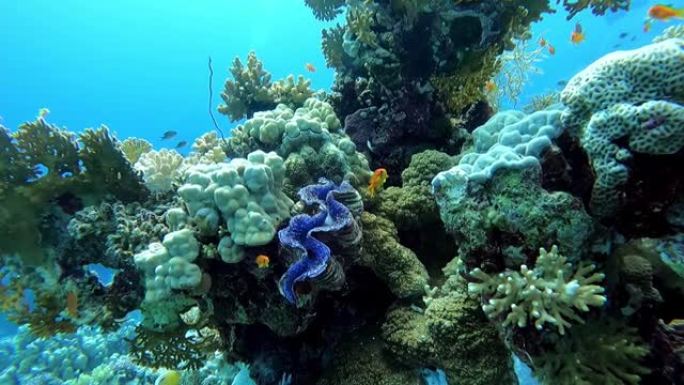 埃及红海海底的巨蛤