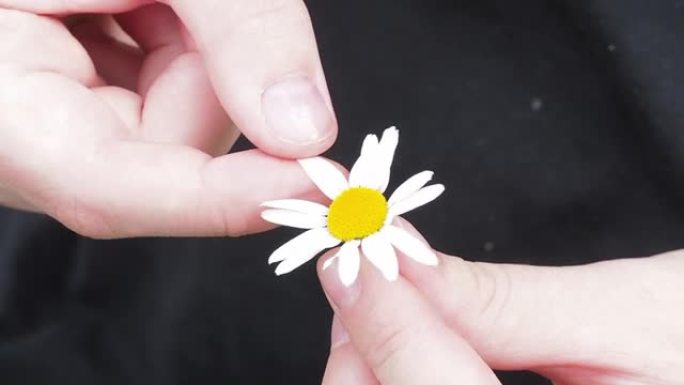 年轻女孩的手正在撕下雏菊的花瓣。