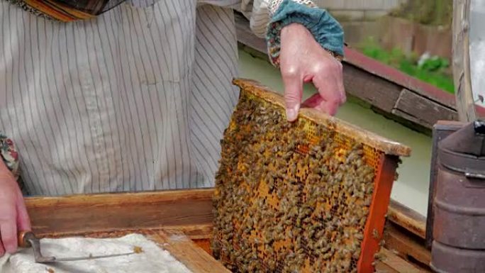 养蜂人从蜂巢中获取框架