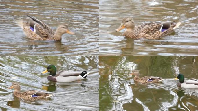 野鸭的交配，雄性和雌性-交配后一起游泳并沿着河岸扣篮