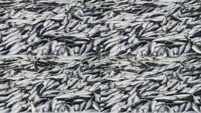 渔业: 提供大量鱼类