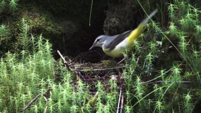 灰马尾 (Motacilla cinerea) 喂养小鸡的细节