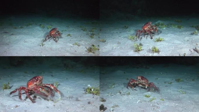 螃蟹正在加勒比海的水下床上搜寻食物。