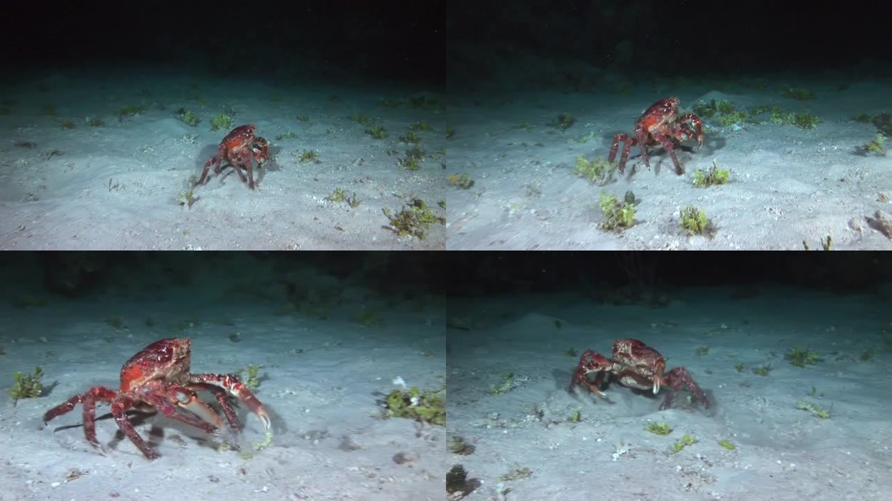 螃蟹正在加勒比海的水下床上搜寻食物。