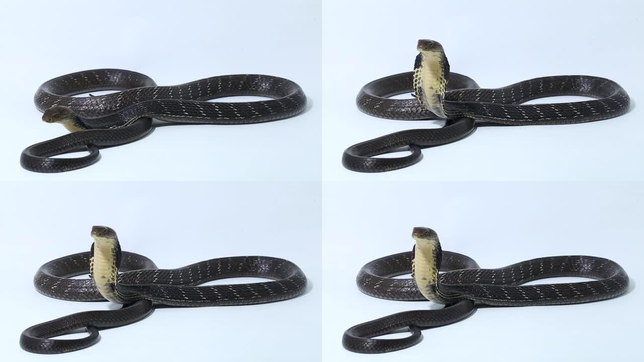 白色背景上的眼镜王蛇 (ophophagus hannah)