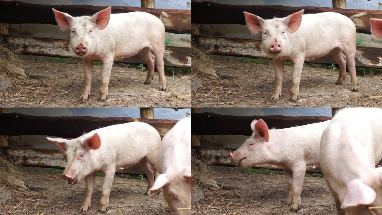 一只年轻的家养白小猪正高兴地吃点东西。在村里的一个农场里种猪