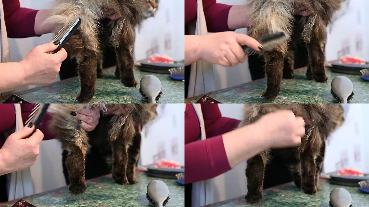宠物美容院的缅因州库恩猫，设计师展示了如何梳理动物的外套