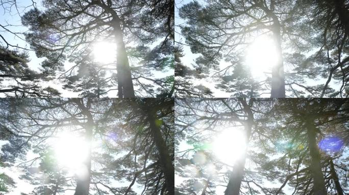 冬季黄山的松树唯美美丽风景意境