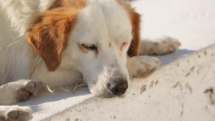 孤独的流浪狗躺在街头，忍受着饥饿悲惨的生活，无家可归