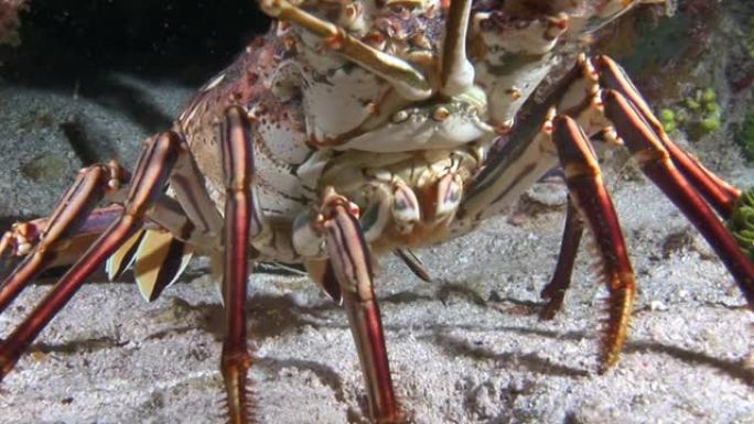 海洋海底世界的宏观视频龙虾。
