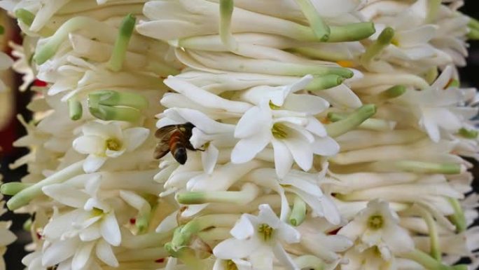 蜜蜂从晚香玉花环收集蜂蜜和花粉的特写镜头