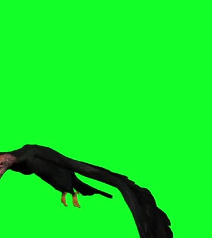 3d垂直视频动画-绿屏飞行中的秃鹰