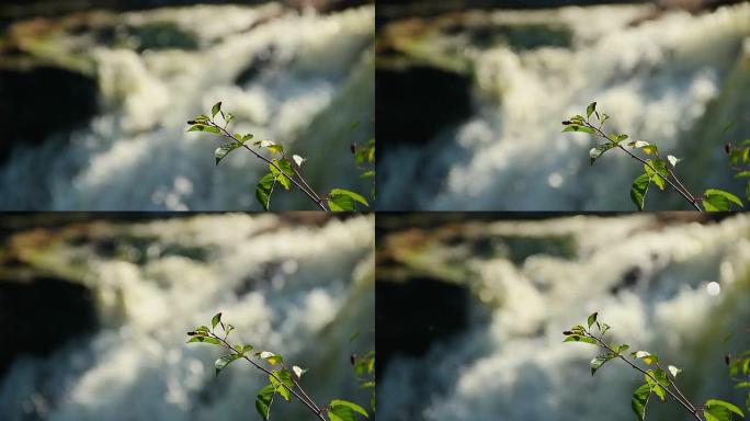 清新的绿叶，汹涌的水流洪流背景。春天