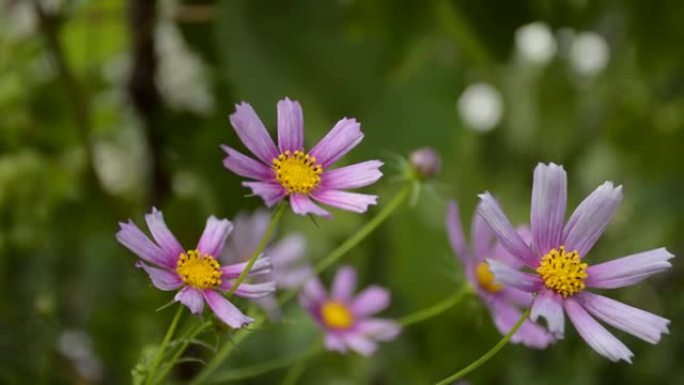 kosmeya-带有紫色和粉红色花瓣的花园花在风中飘动