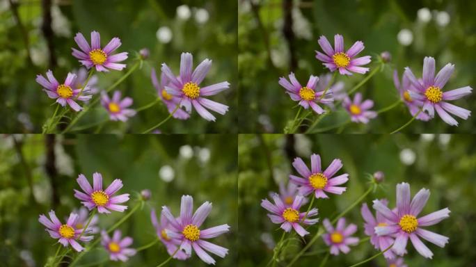 kosmeya-带有紫色和粉红色花瓣的花园花在风中飘动