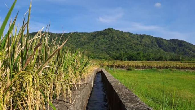 稻田之间的灌溉渠。稻田灌溉用水渠