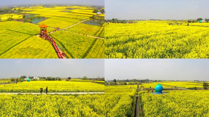 油菜花  沙洋油菜花   油菜花田