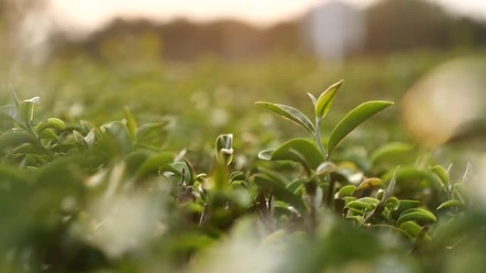 茶树有机农场的绿色茶树叶子田间植物。早上关闭树木茶园山绿色自然背景。农场里的新鲜嫩芽草本绿茶树