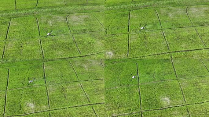 鸟瞰图无人机在稻田上喷洒化学药品。