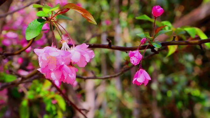 春色  鲜花