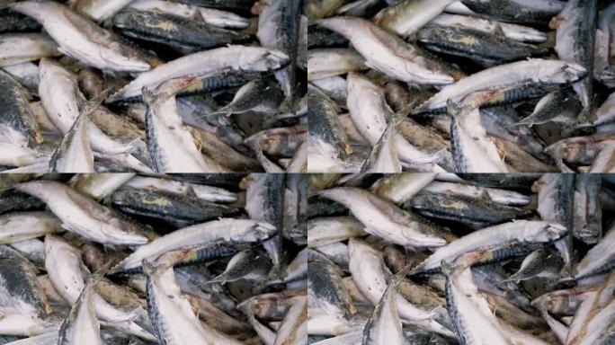 新鲜的生三文鱼、鲟鱼、多拉多鱼和海鲈鱼放在鱼市的柜台上，配上冰块。海鲜店的开放式货架。特写镜头。