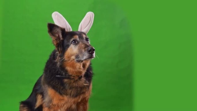 一只粉红色的复活节兔子耳朵的德国牧羊犬坐在绿色的屏幕上，专心地看着并微笑。一只野兔耳朵大的狗。