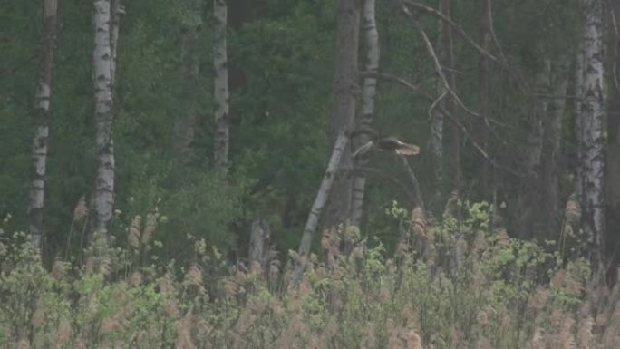 大型猛禽在森林地面上方的位置
