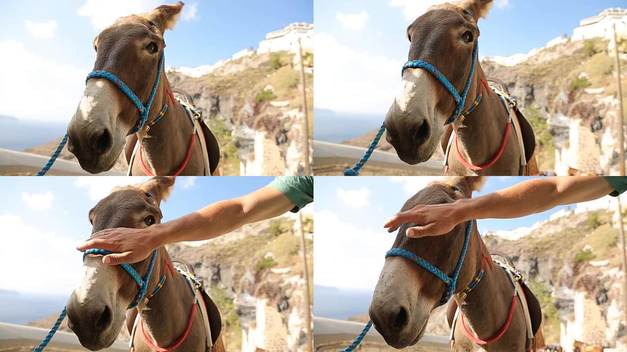 骑驴站在悬崖上，雄性抚摸着脸，旅游