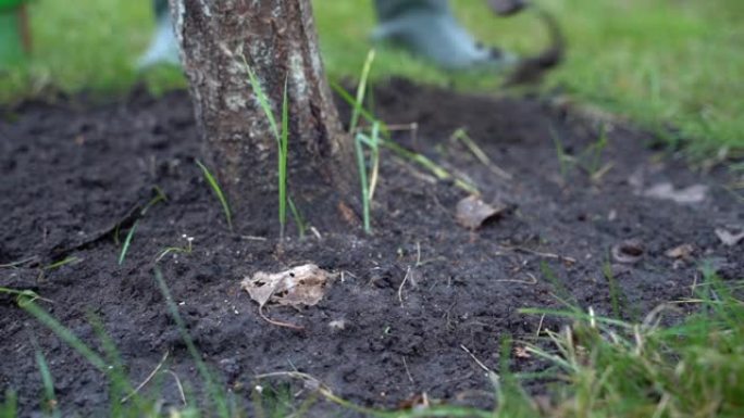 树木土壤通气和杂草收集特写。一名妇女用锄头松开土壤，用戴着手套的手在带有食用树的花园里收集杂草