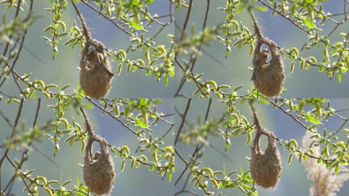 欧亚摆线山雀在美丽的晴天将巢挂在树枝上