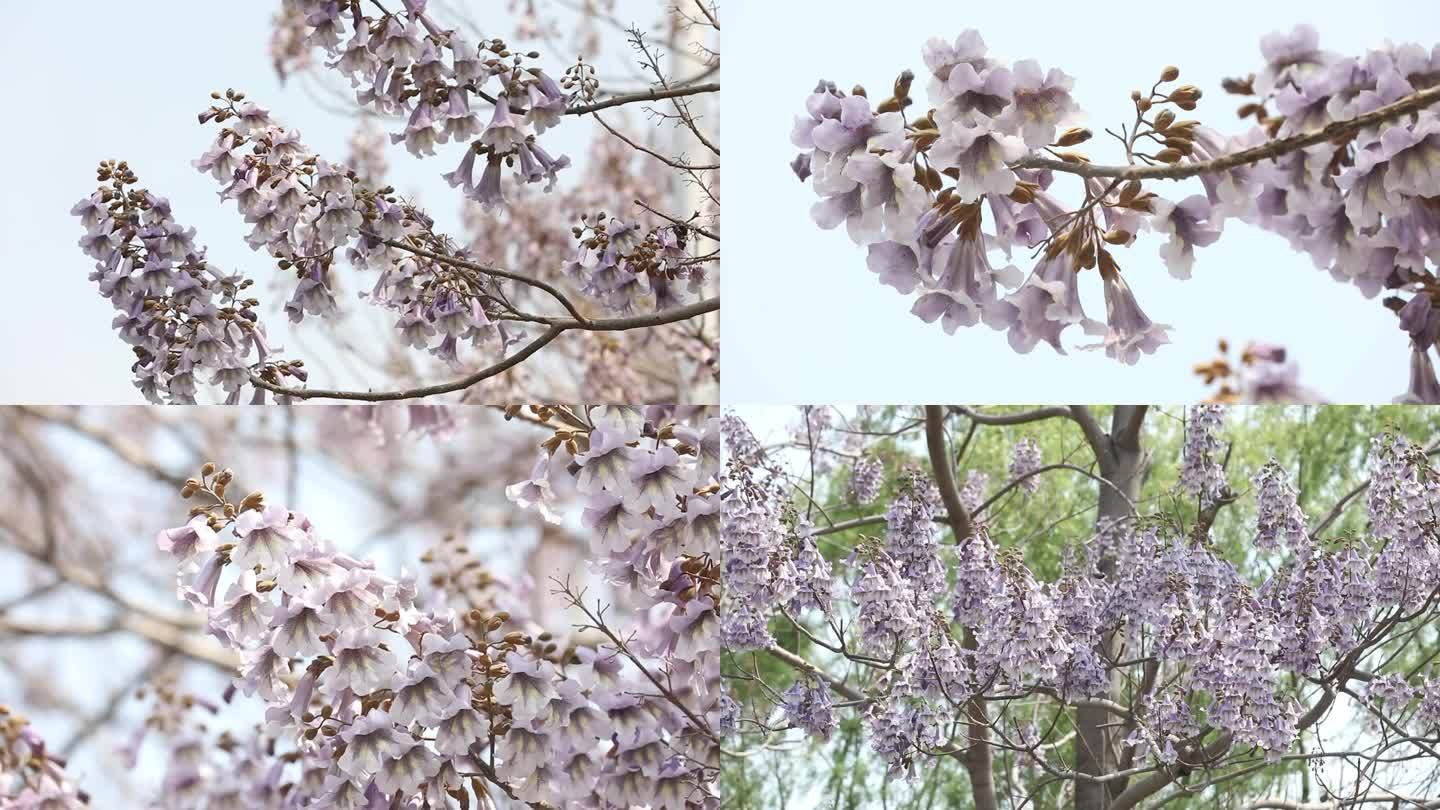 桐花泡桐花开泡桐花