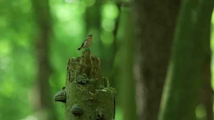 树桩上的木莺 (Phylloscopus sibilatrix) chi