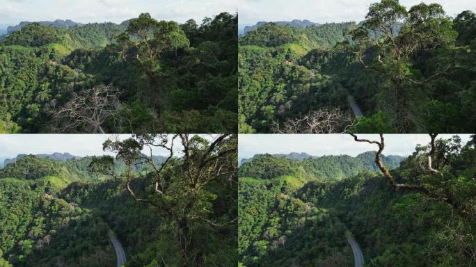 通过棕榈油树种植园的道路鸟瞰图