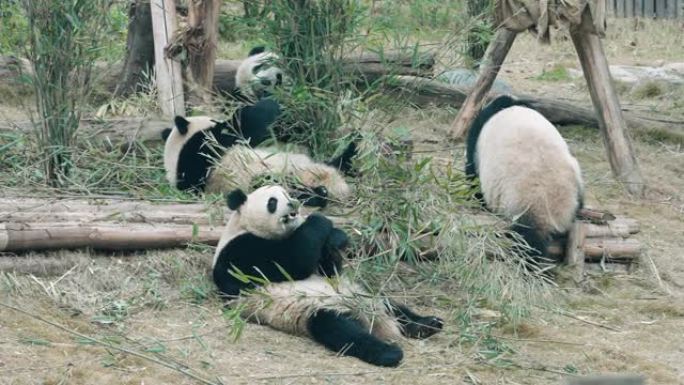 大熊猫吃竹叶，中国