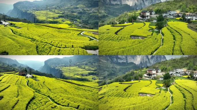 湖北恩施大峡谷田凤坪油菜花海航拍4K