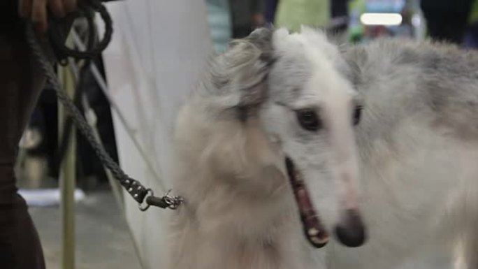 优雅的纯种Borzoi狗在犬展上展示柔滑的长发外套