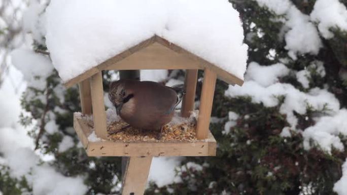 鸟在冬天吃喂食器。野生鸟类鸟在各种林区，森林公园花园。冬天照顾鸟类。饥饿的鸟儿在冬季下雪天吃悬挂喂食